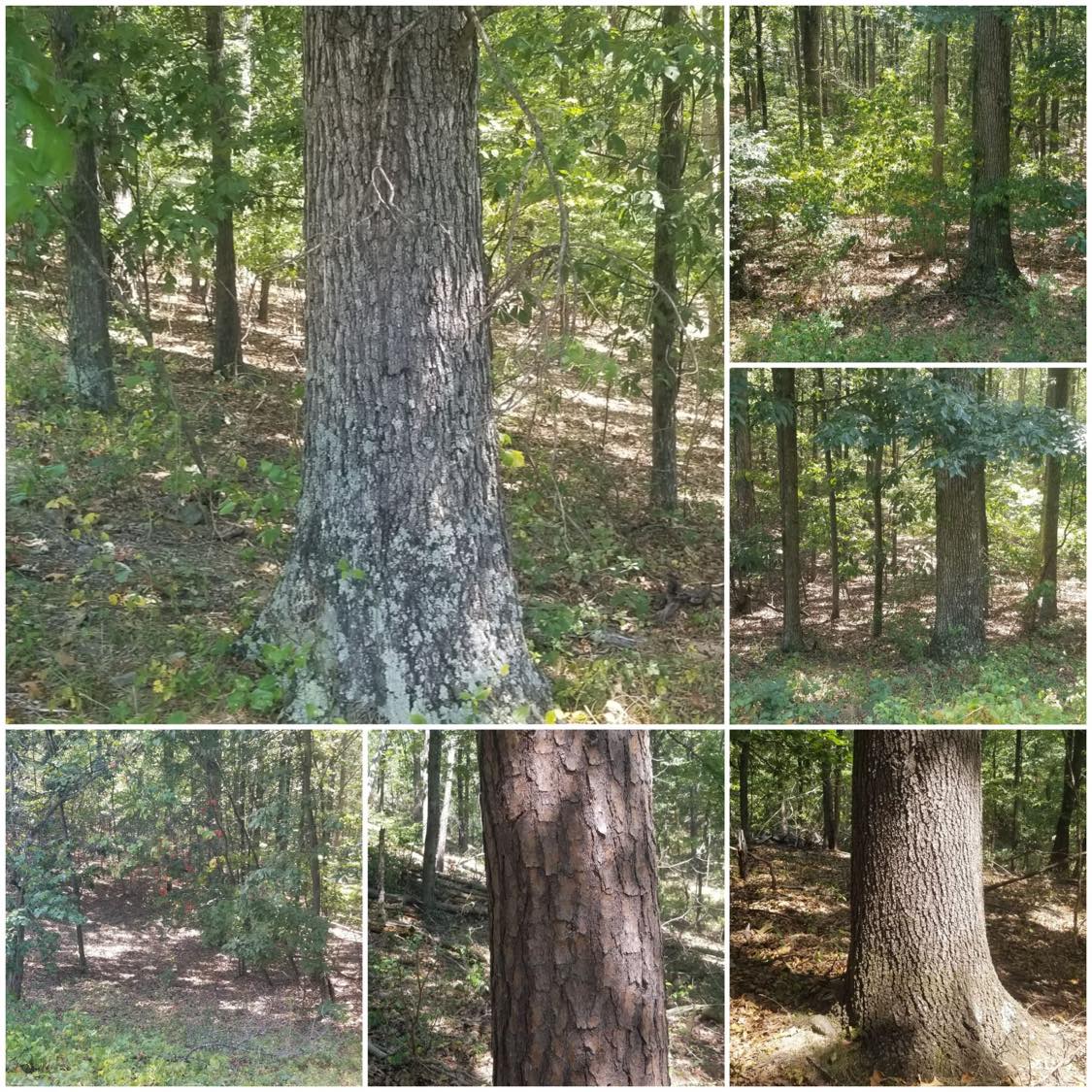 Lot, 39, Sherman Dr, Augusta, WV 26704 Mountain State Properties of